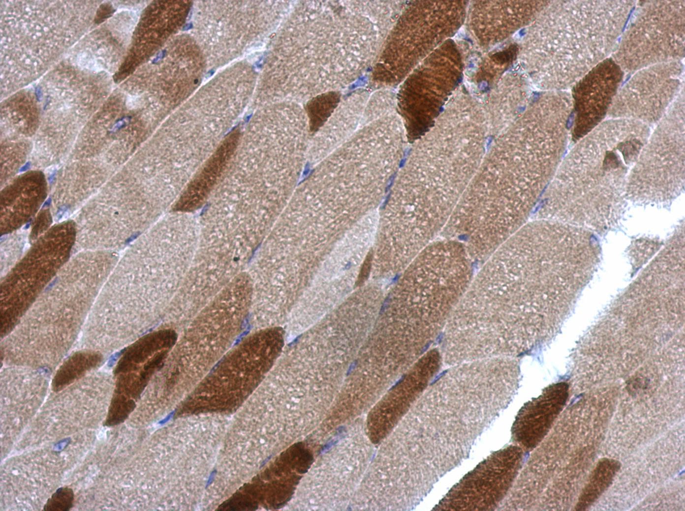 RGS4 Antibody (aa1-205)