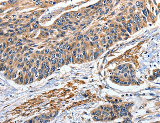 EFNB2 / Ephrin B2 Antibody