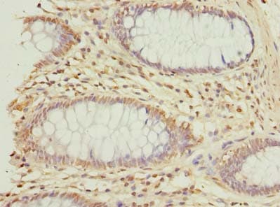 GNG10 Antibody