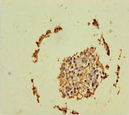 PSF1 / GINS2 Antibody (aa1-185)