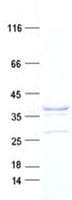 Human GET4 Protein (Recombinant DDK,C-terminus)