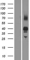 Human OR2AG1 Protein (Over-Expression Lysate Myc-DDK (Flag))