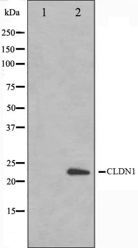 CLDN1 / Claudin 1 Antibody