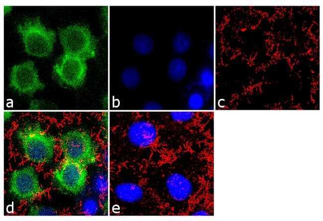 Monoclonal Mouse anti-Human APOA1 / Apolipoprotein A 1 Antibody (clone 311, IHC, IF)