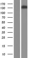 CACNA2D4 Protein (Over-Expression Lysate Myc-DDK (Flag))