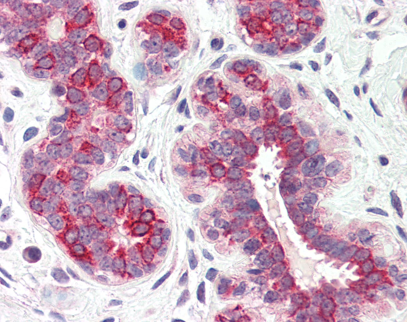 IHC-plus™ DHRS7 Antibody (Internal)
