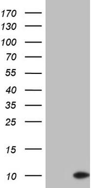 PYDC1 Antibody (clone OTI2G7)