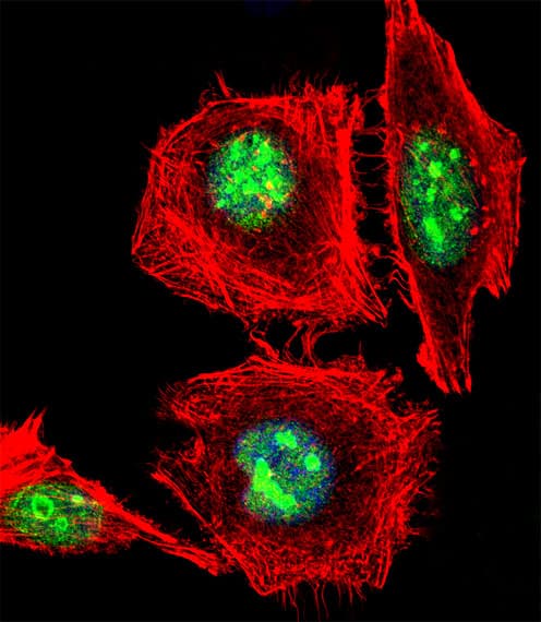IHC-plus™ EMX1 Antibody (aa228-257)