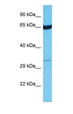 OR14I1 Antibody (C-Terminus, FITC)