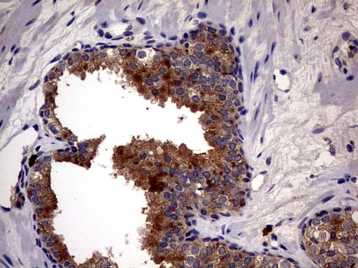 CD63 Antibody (clone OTI1E10)