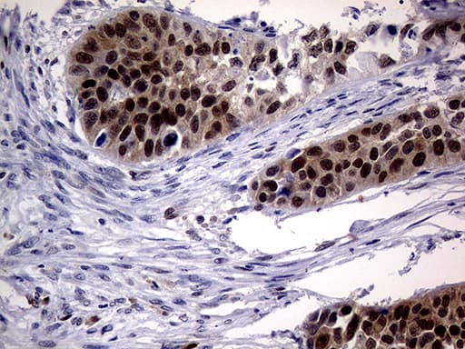 MGMT Antibody (clone OTI6G6)