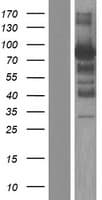NOL4 Protein (Over-Expression Lysate Myc-DDK (Flag))