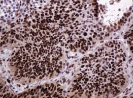 PCNA Antibody (clone OTI3D6)