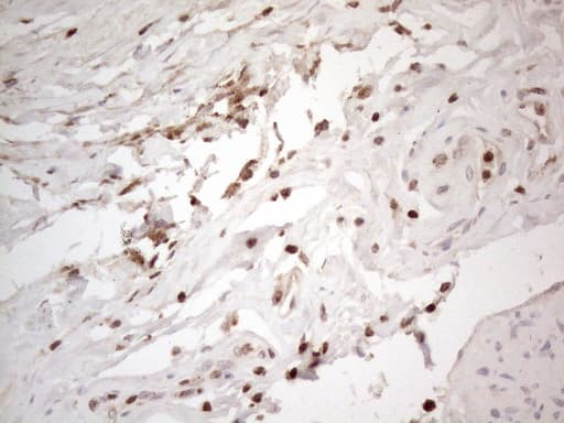 GRN / Granulin Antibody (aa327-593, clone OTI3B3)