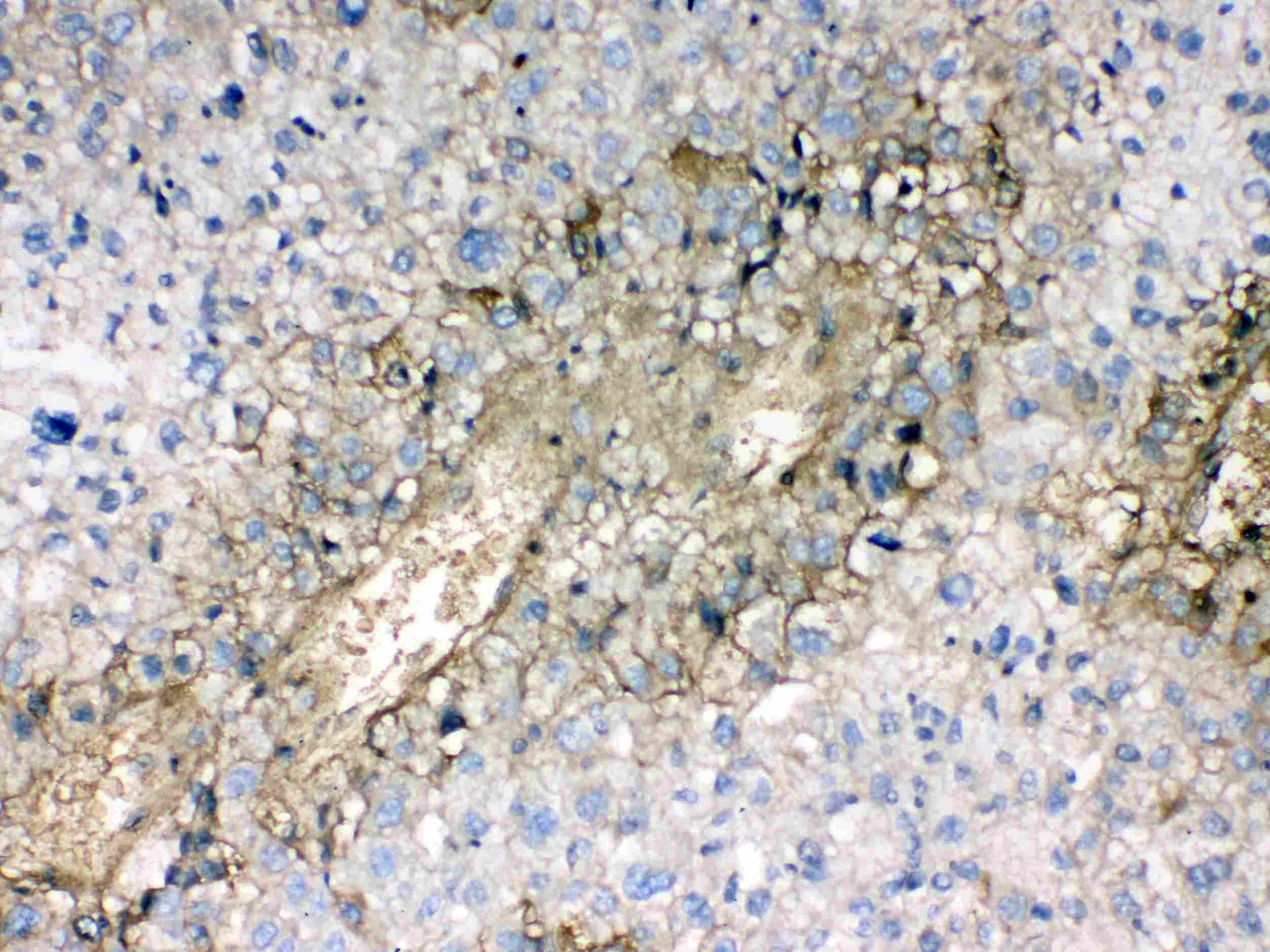 HBA1 Antibody