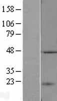 TASP1 Protein (Over-Expression Lysate Myc-DDK (Flag))