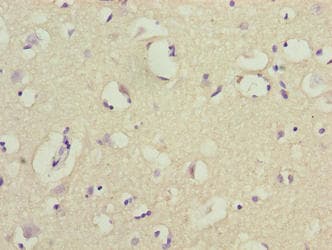 COX17 Antibody