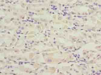 PILRB Antibody