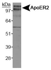 APOER2 / LRP8 Antibody (C-Terminus, Biotin)