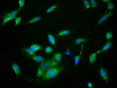NRBP2 Antibody