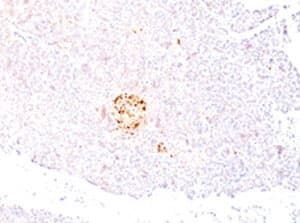 ENO2 / NSE Antibody (clone NSEL1-1, Azide-free, BSA-free)