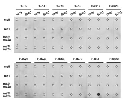 Polyclonal Rabbit anti-Human Histone H4 Antibody (Sym-Di-Methyl-Arg3, IHC, IF, WB)