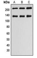 MYLK Antibody (Internal)