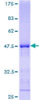 Human KLRC4 Protein (Recombinant GST)
