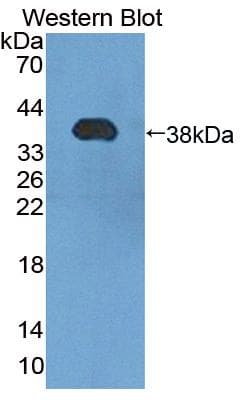 HSF4 Antibody (aa91-407)