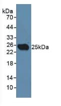 CLEC10A / CD301 Antibody (aa71-239, FITC)