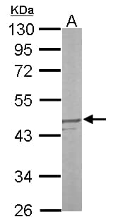 DUSP6 / MKP3 Antibody (aa82-370)
