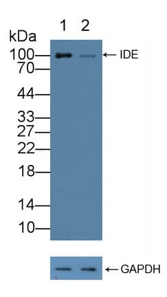 IDE Antibody (aa753-973)
