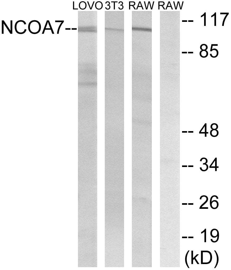 Polyclonal Rabbit anti-Human NCOA7 Antibody (WB)