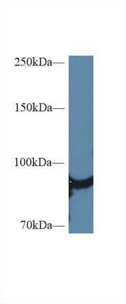 HSP90AA1 / Hsp90 Alpha A1 Antibody (aa1-732)