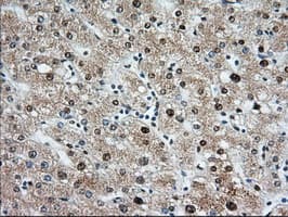 KSP32 / MIOX Antibody (clone OTI4G7, Carrier-free)