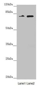 NEDD1 Antibody