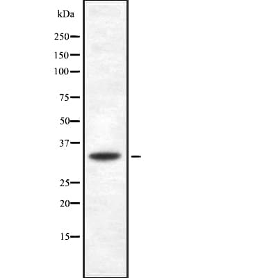 CD275 / B7-H2 / ICOS Ligand Antibody