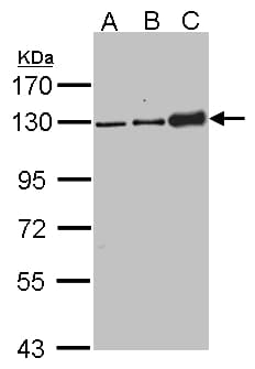 DSG2 / Desmoglein 2 Antibody (aa1-206)