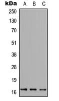 FUNDC1 Antibody (N-Terminus)