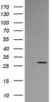 KLK8 / Kallikrein 8 Antibody (clone OTI5B4, Carrier-free)