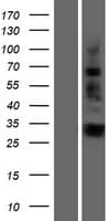 IGFBPL1 Protein (Over-Expression Lysate Myc-DDK (Flag))