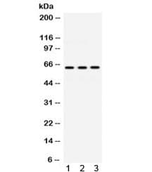 EME1 Antibody