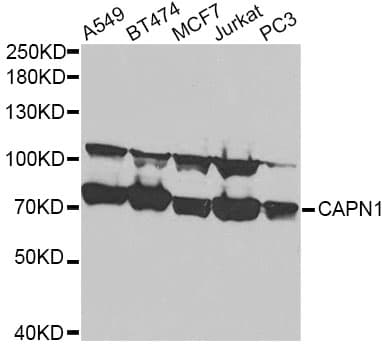 CAPN1 / Calpain 1 Antibody