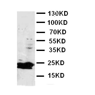 FGF9 Antibody (aa150-164)