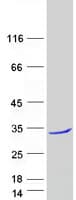Human TCEANC2 Protein (Recombinant Myc-DDK (Flag))