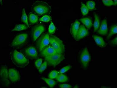 PAFAH1B3 Antibody