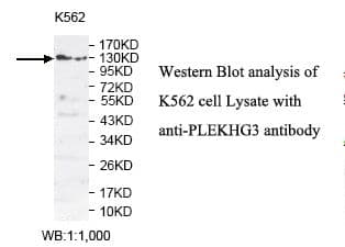 PLEKHG3 Antibody (aa58-350)