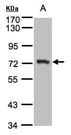 IHC-plus™ AGPS Antibody