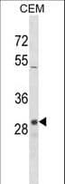 OR1D2 Antibody (aa286-312)