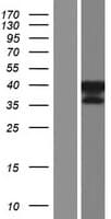 GKAP1 Protein (Over-Expression Lysate Myc-DDK (Flag))
